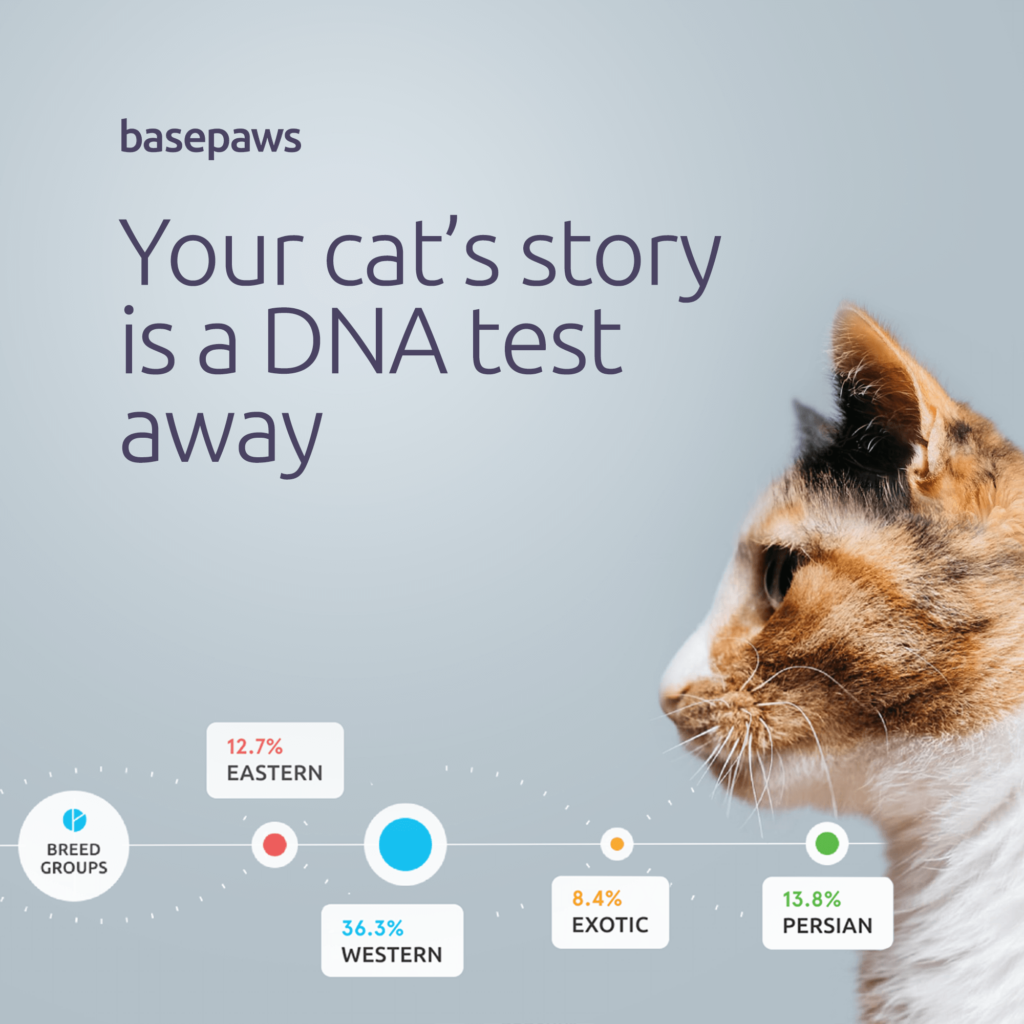 Basepaws Cat DNA Test Review 1